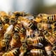 ChatGPT te explica cuál es la importancia de las abejas para los humanos