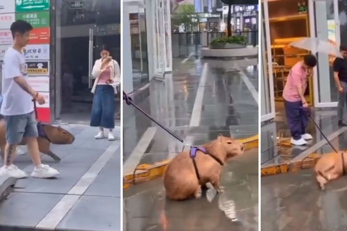 Joven se viraliza al pasear con su capibara por la calle