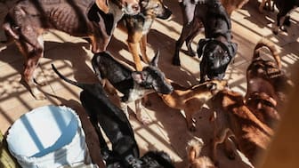 Más de 2 mil multas a dueños por no tener buen cuidado de sus mascotas