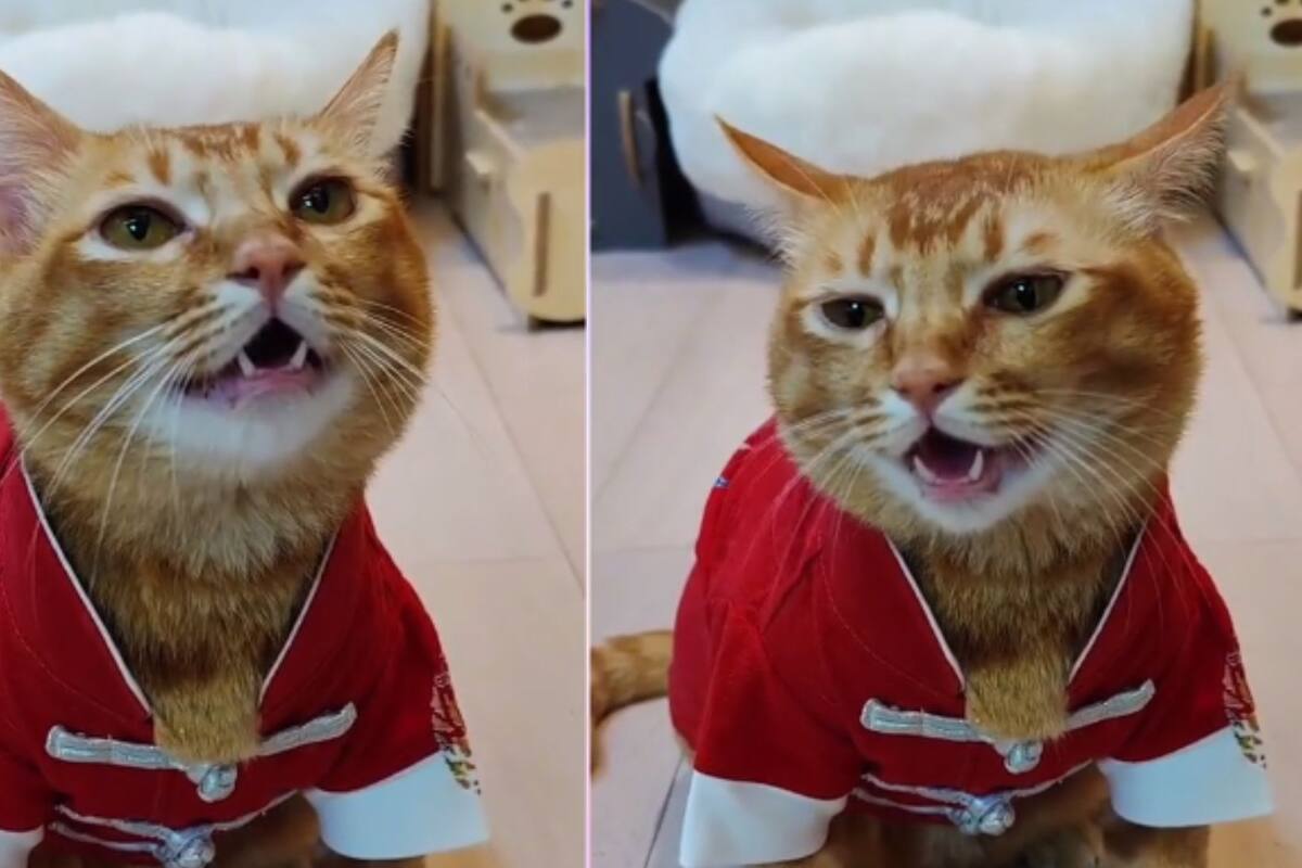 Video de gato que canta se vuelve viral