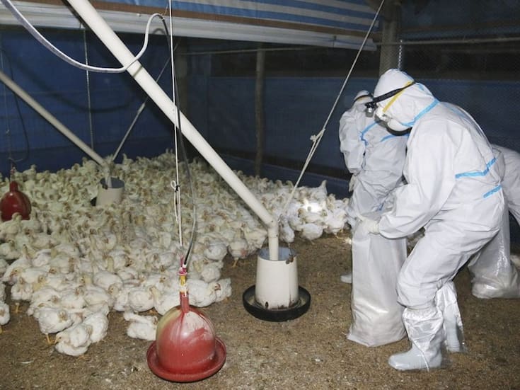 Se confirma la primera muerte por gripe aviar H5N2 en México: OMS