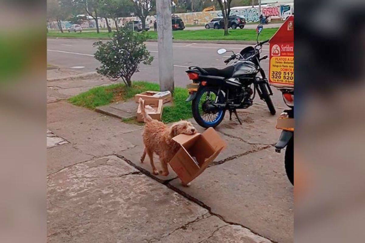 VIDEO: Perrito conmueve por ayudar a su dueño a juntar cajas de cartón
