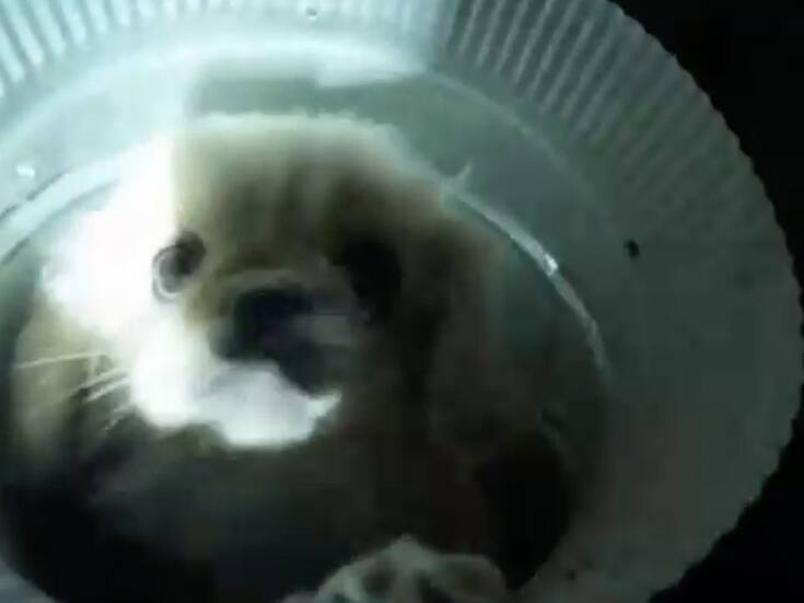 Salvan a perrito atrapado en ducto de ventilación
