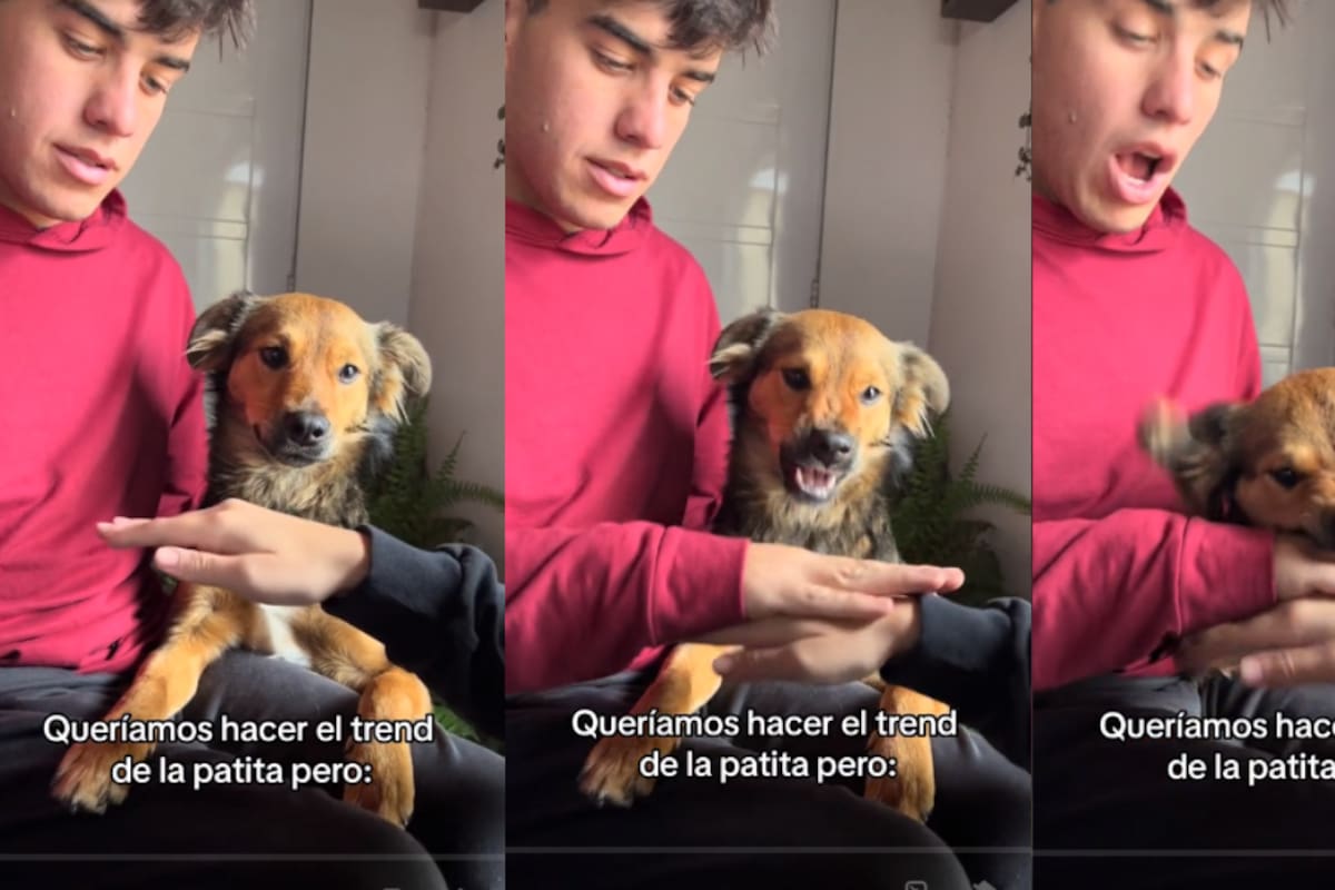 VIDEO: intentan hacer una famosa tendencia con su perra, pero ella los termina mordiendo
