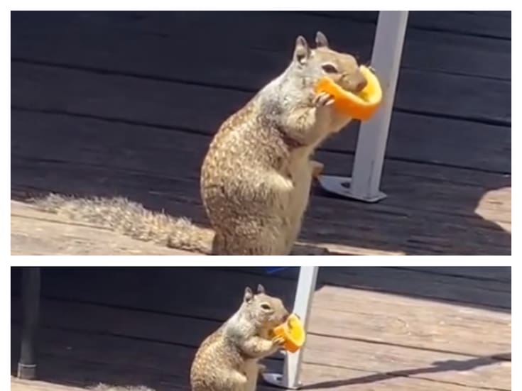 Una ardilla es captada en las playas de Tijuana comiéndose un trozo de naranja ante las altas temperaturas