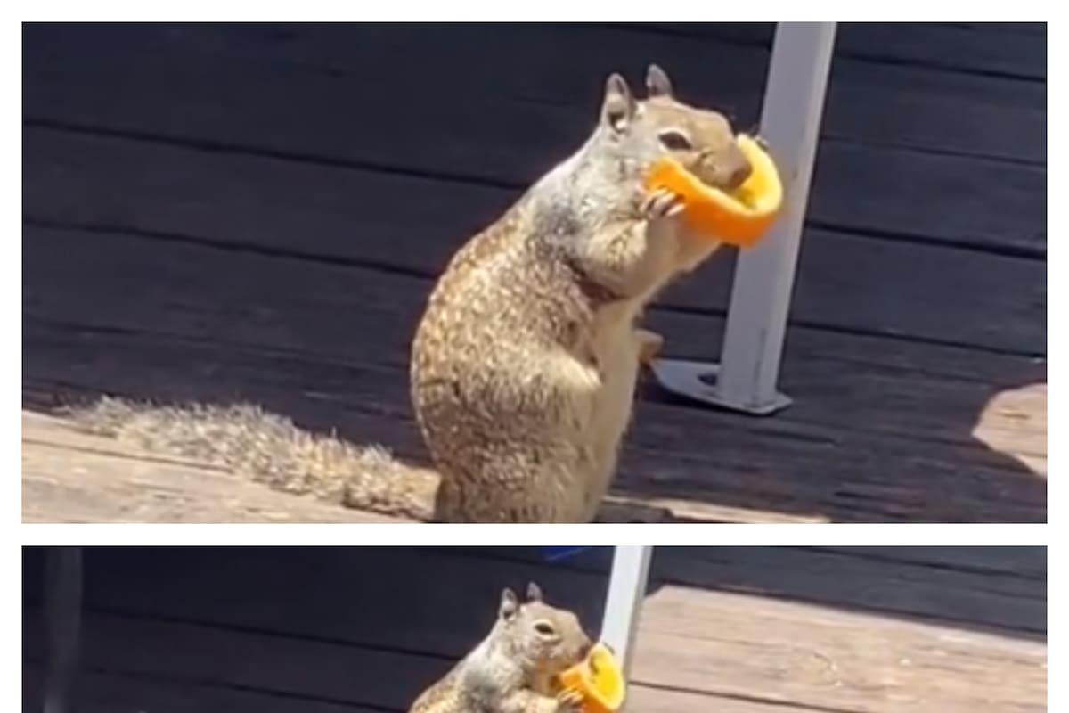 Una ardilla es captada en las playas de Tijuana comiéndose un trozo de naranja ante las altas temperaturas