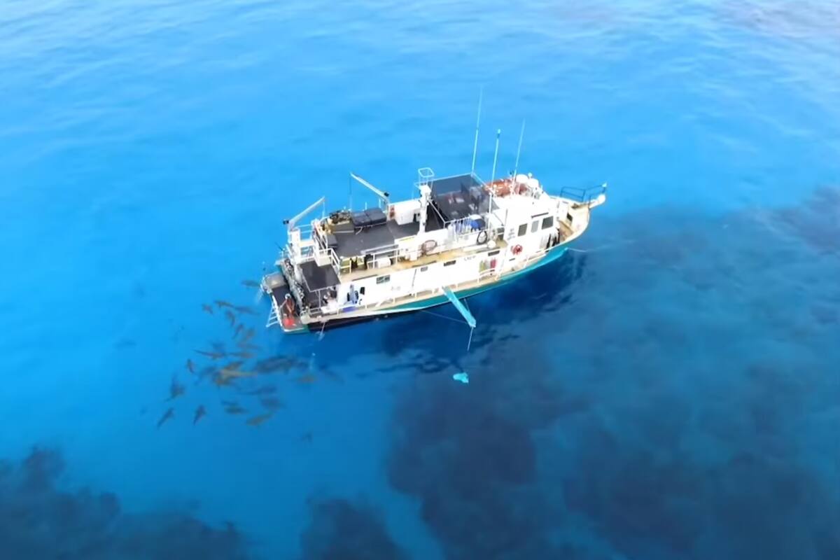 VIDEO: Hombre se tira al agua con tiburones utilizando sangre para ver si llama su atención