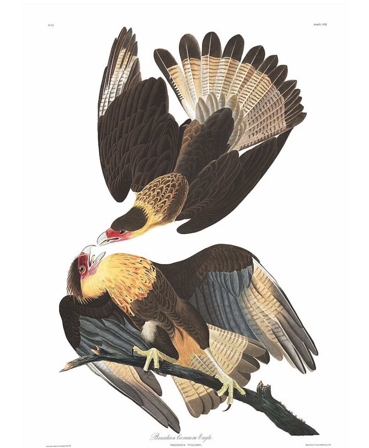 Imagen ilustrativa del Quebrantahuesos de la Isla Guadalupe.

Foto: John James Audubon - Birds of America, Dominio público, https://commons.wikimedia.org/w/index.php?curid=900705