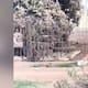 VIDEO: Gigantesco cocodrilo se mete a casa en Navolato, Sinaloa