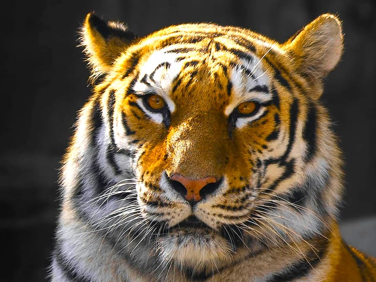 ¿Por qué no deberías decirles felinos a los tigres, según National Geographic?