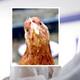Descartan contagio de influenza aviar H5N2 por consumo de carne de ave: UNISON