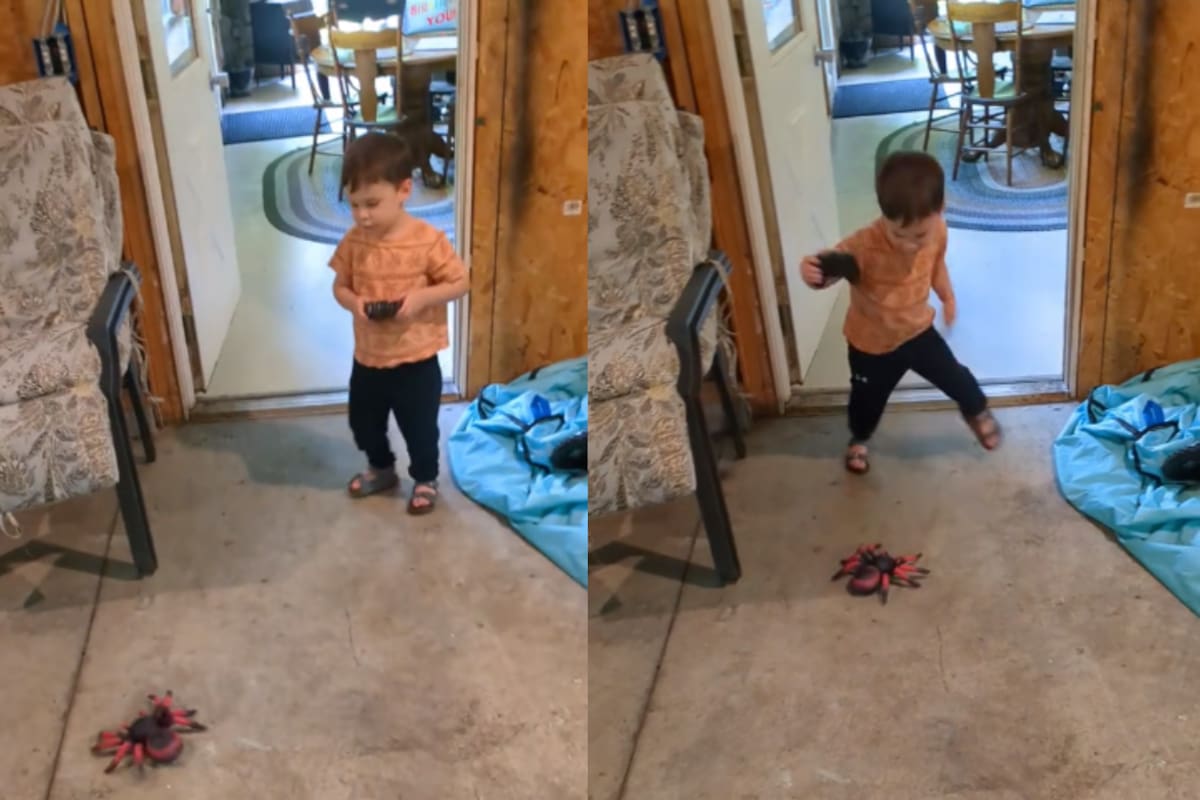 Niño se vuelve viral por asustarse a sí mismo con su juguete de araña (VIDEO)