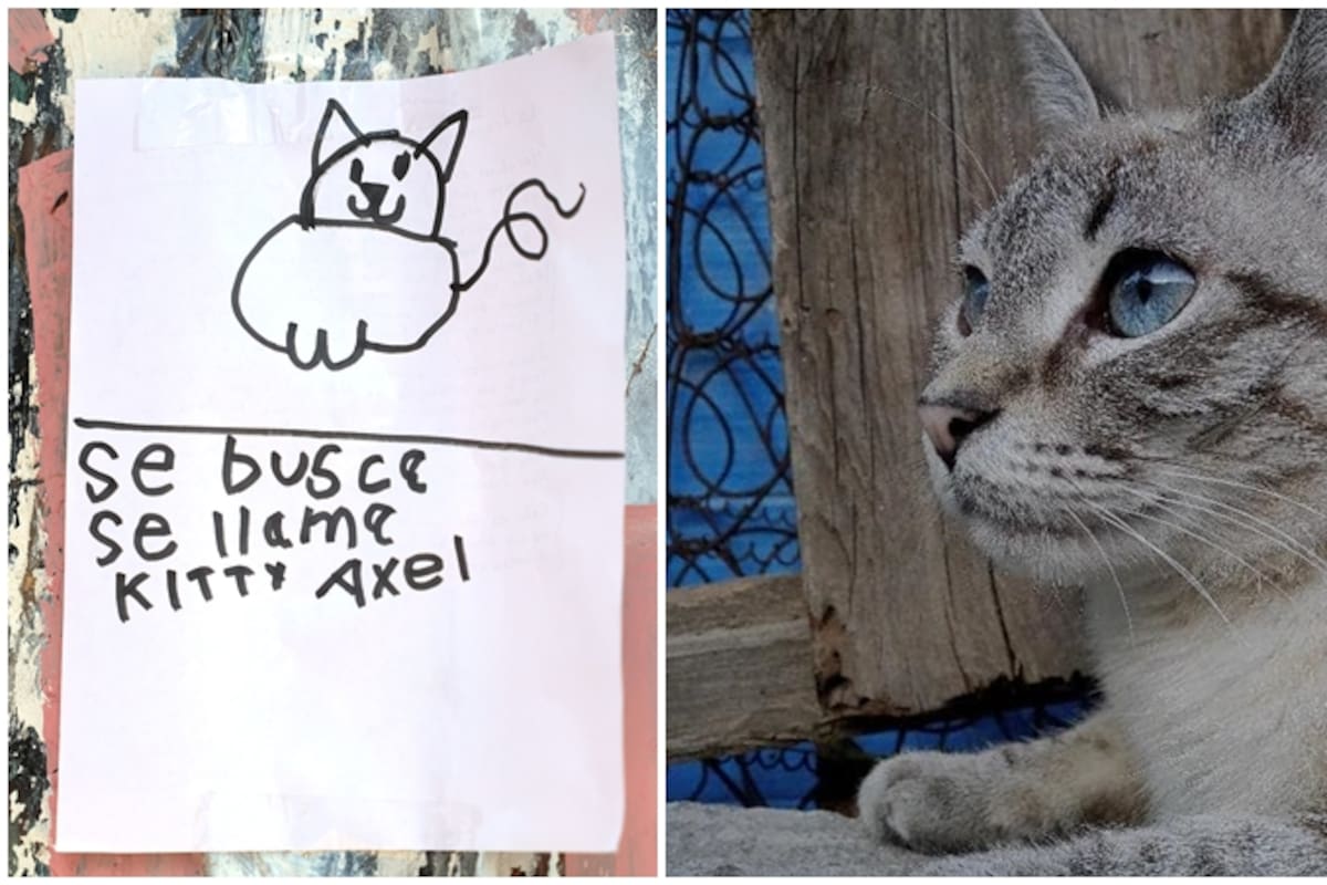 “Regresen a Kitty, por favor”: Gatita se perdió en Hermosillo y su pequeño dueño la busca