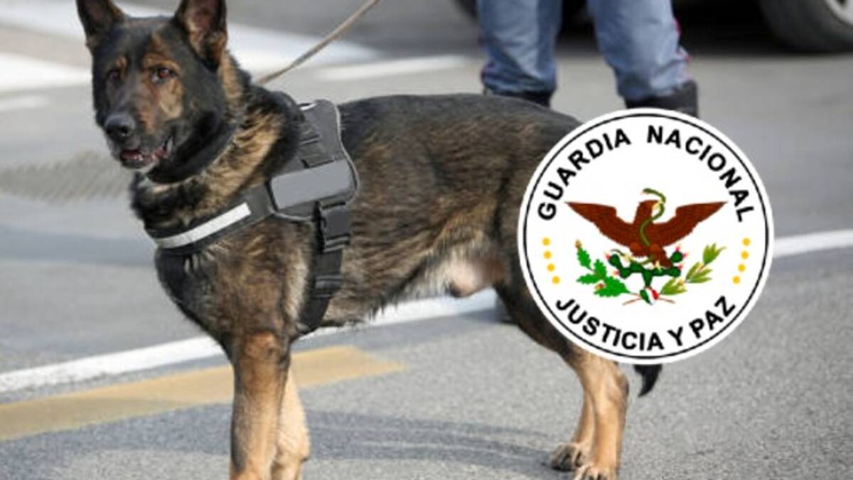 Guardia Nacional halla metanfetamina en hamacas artesanales en Culiacán 