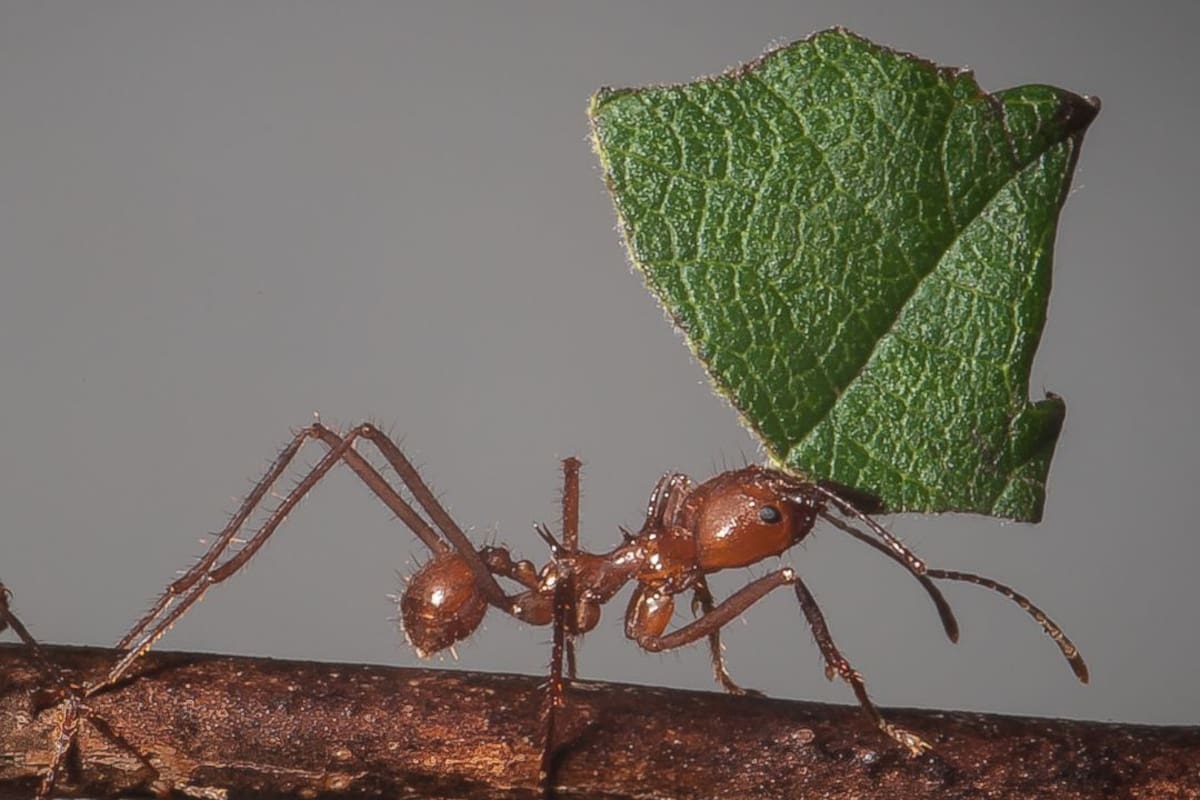 Las hormigas pueden levantar hasta 50 veces su propio peso ¡Son como pequeños levantadores de pesas!