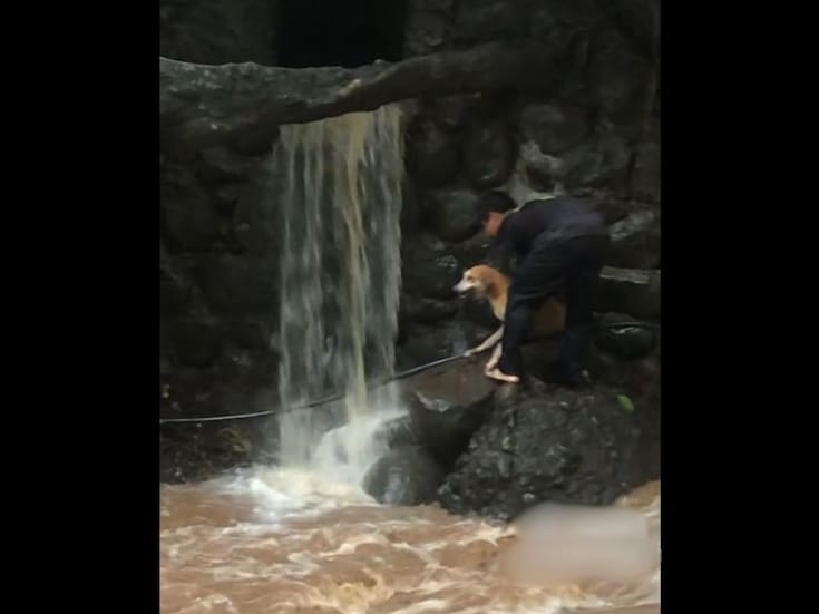 VIDEO: Joven arriesga su vida para salvar a perrita atrapada en río