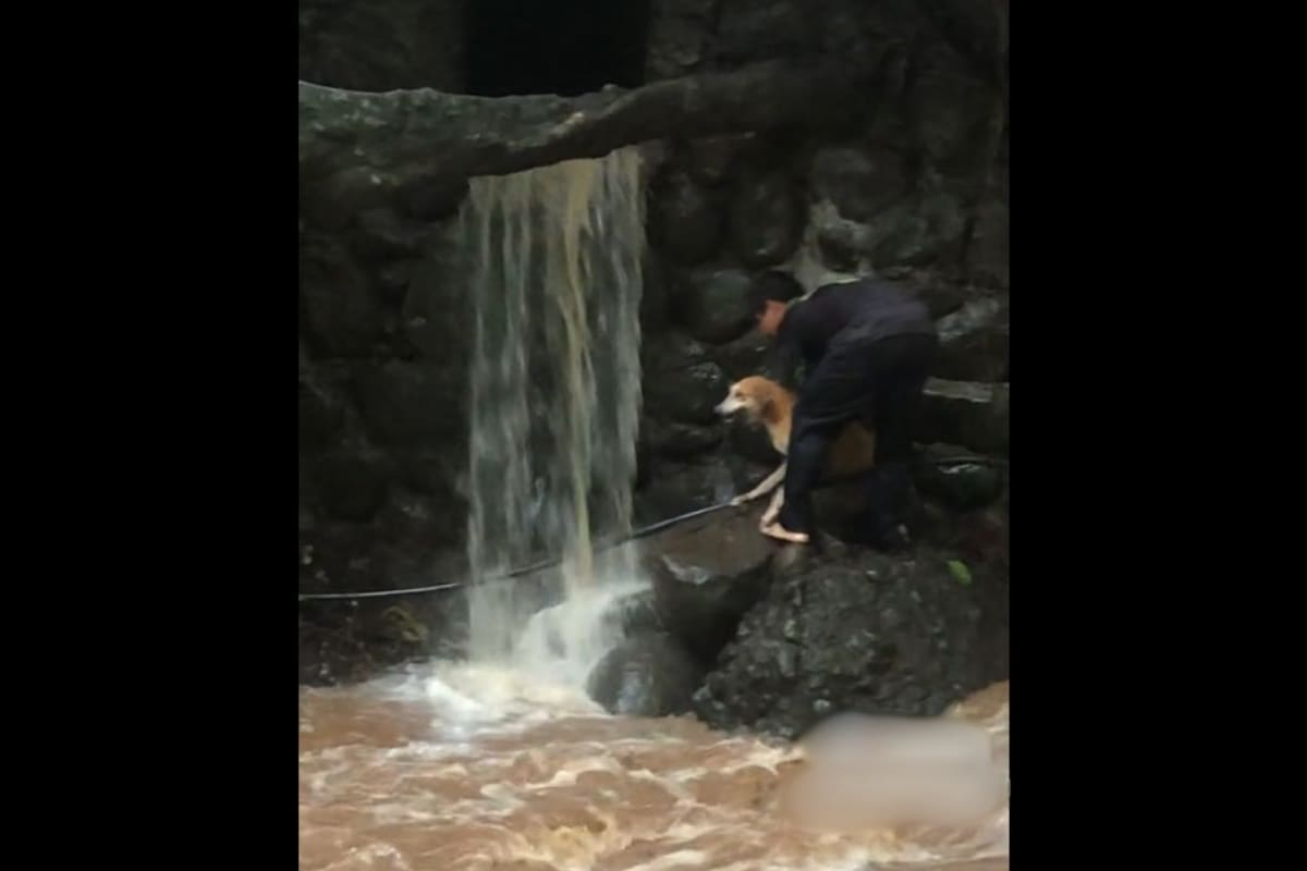 VIDEO: Joven arriesga su vida para salvar a perrita atrapada en río