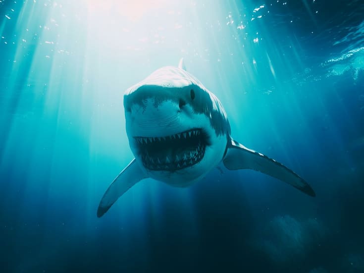 Como Buffet: Tiburones del Golfo de México aprendieron a robar comida de la pesca 