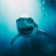 Como Buffet: Tiburones del Golfo de México aprendieron a robar comida de la pesca 