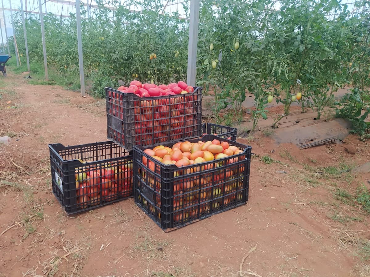 Los tomateros tuvieron una temporada relativamente buena, según los productores. FOTO: BANCO DIGITAL