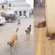 Perros callejeros provocan diversas problemáticas en Navojoa
