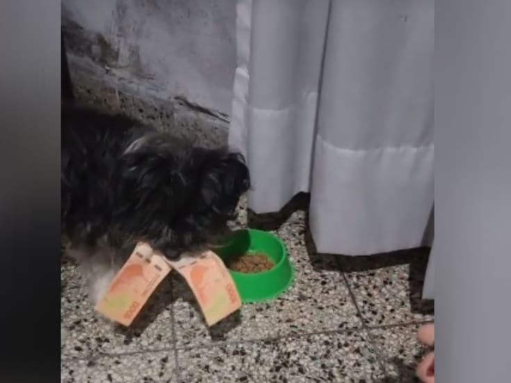 Perrito le roba 2 mil pesos a sus dueños y se vuelve viral 