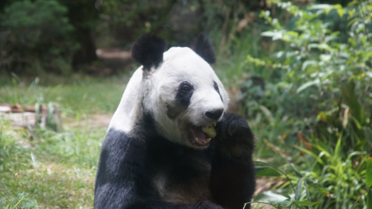 Un legado de conservación: Hija de Tohui y Chia Chia, Xin Xin representa el éxito del programa de cría de pandas del Zoológico de Chapultepec, uno de los más exitosos fuera de China.