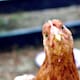 ¿Cómo prevenir contagios de influenza aviar AH5N2?: UNISON
