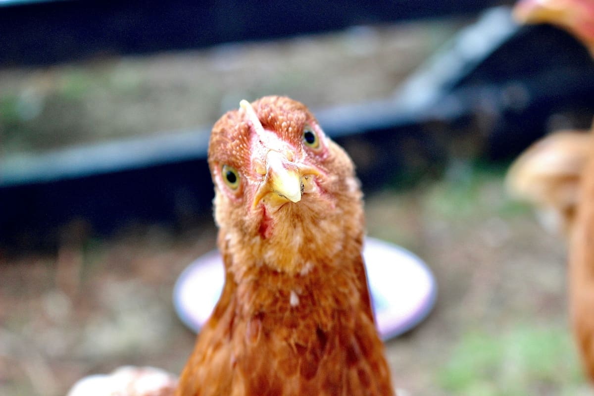 Gripe aviar afecta a granjas californianas. Foto: Ilustrativa