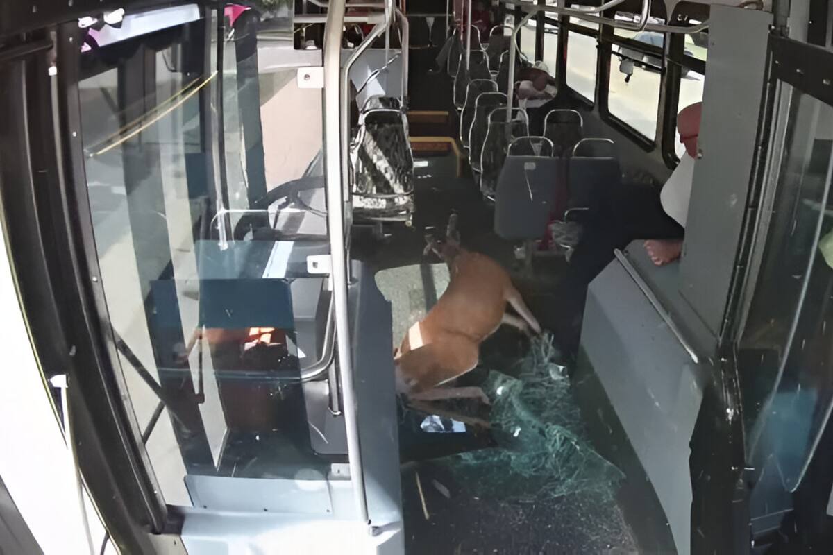 Ciervo impacta contra autobús en Rhode Island