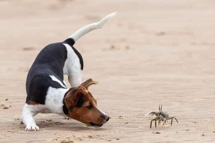 Un perrito y un cangrejo demuestran que la amistad puede surgir en los lugares más inesperados.